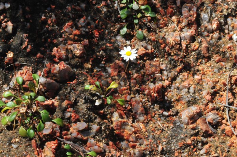 Bellium bellidioides / Pratolina spatolata